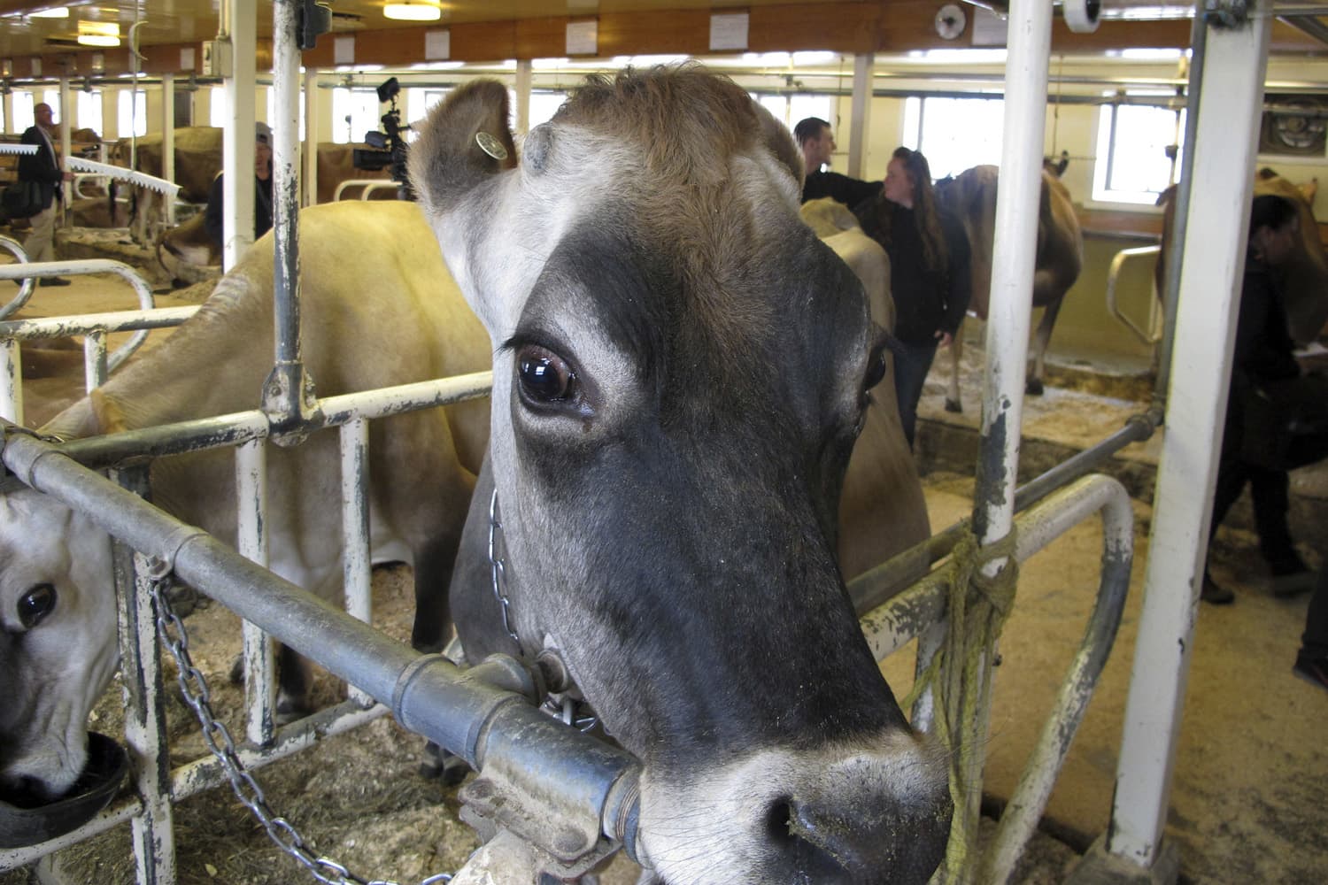 A milk cow stands in her stall at the Billings Farm &amp; Museum in Woodstock, VT. (Lisa Rathke/AP)