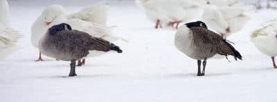 How Wildlife Handles Cold Weather That Won't Quit