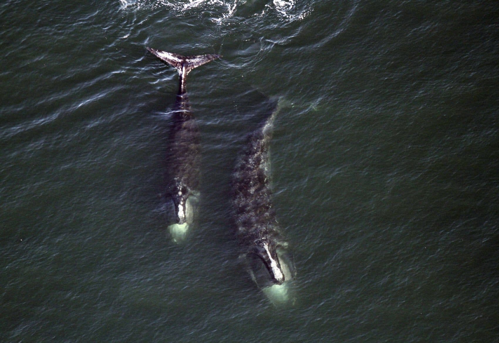 In this Feb. 14, 2017 photo, a pair of right whales feed just below the surface of Cape Cod Bay off shore from Provincetown. (Center for Coastal Studies via AP)