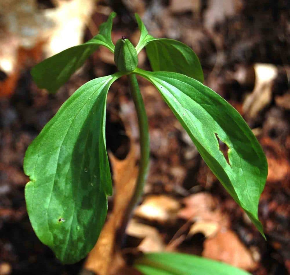 A trillium with a four-leaf mutation at Garden in the Woods. (Greg Cook/WBUR)