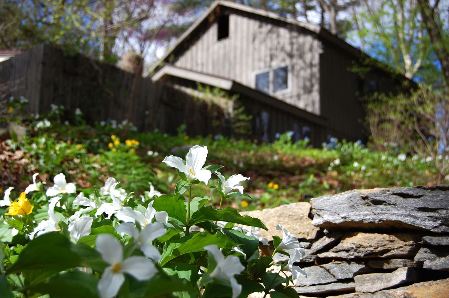 A hillside planted with wakerobin trillium with the cottage of Garden in the Woods founder Will Curtis at the top. (Greg Cook/WBUR)