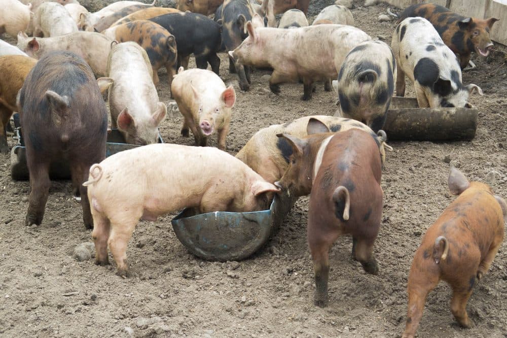 Pigs eat a late breakfast at Kate Stillman's farm in Hardwick. She raises about 400 a year. (Andrea Shea/WBUR)