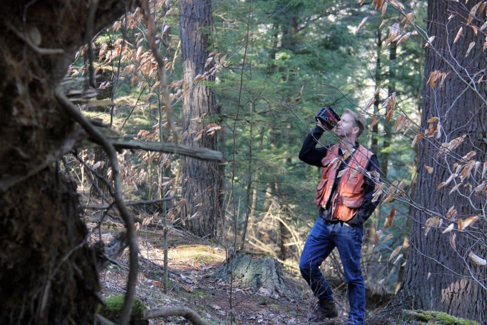 University of Vermont forest ecologist Bill Keeton uses a laser rangefinder to measure the height of a tree in UVM's Jericho Research Forest. (Kathleen Masterson/VPR)