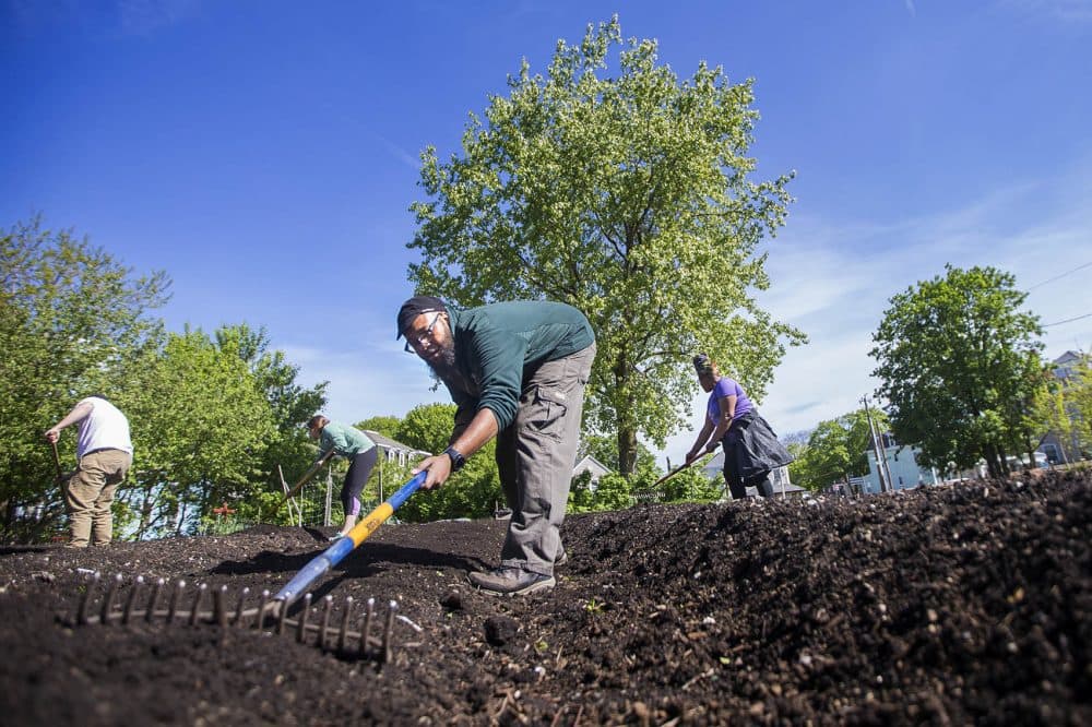 In addition to housing, the Dudley Neighbors Incorporated community land trust also leases a 1.5-acre farm and a 10,000-square-foot greenhouse to The Food Project. Here, Jerel Ferguson and other Food Project workers rake soil beds to prepare them for tomato plants at the West Cottage Street farm. (Jesse Costa/WBUR)