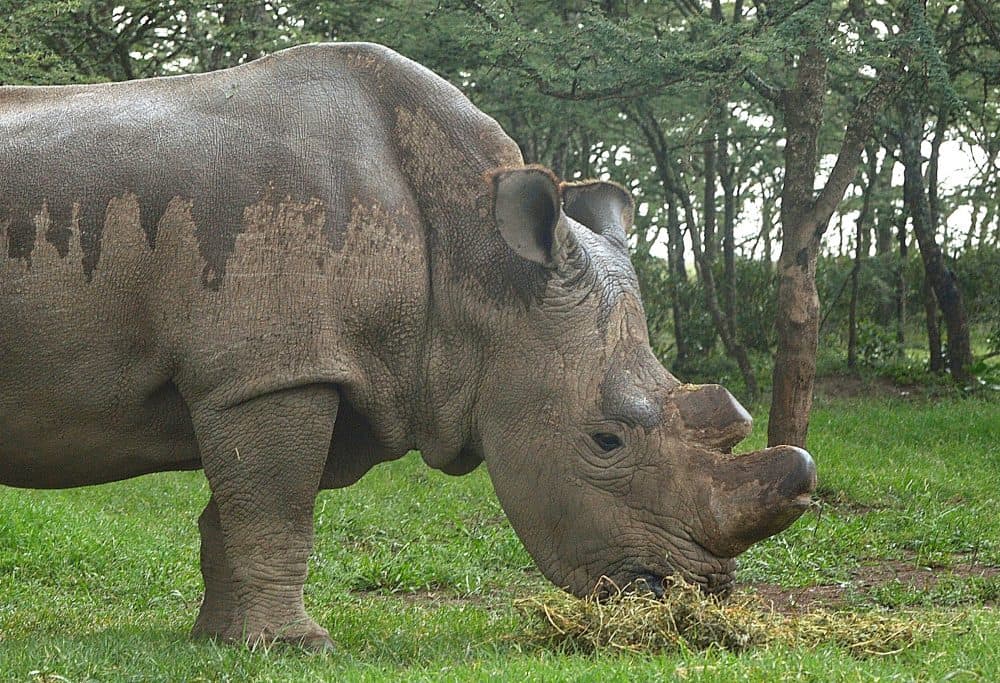 The only remaining male northern-white Rhino on the planet, Sudan, is seen on May 23, 2015 at the Ol Pajeta sanctuary in Kenya. (Tony Karumba/AFP/Getty Images)