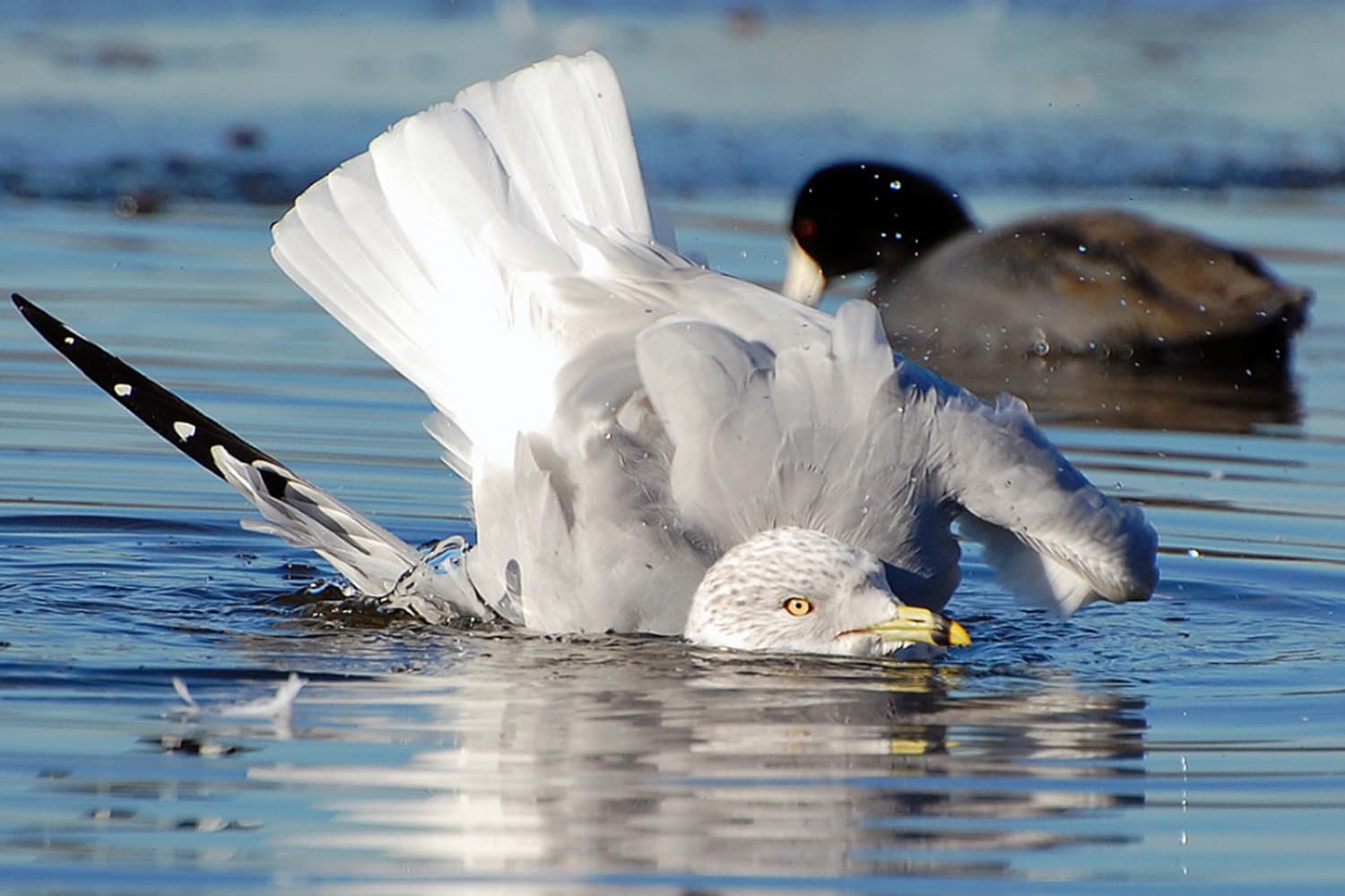 Embrace the seagull. Embrace your awkwardness. (Jeannie Bespoyasny/Flickr)