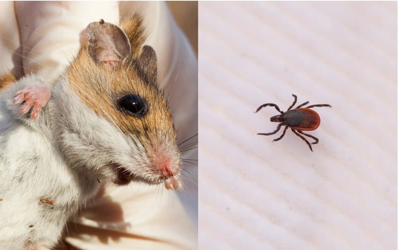 A white-footed mouse, left, and a blacklegged tick (Stephen Reiss for NPR)