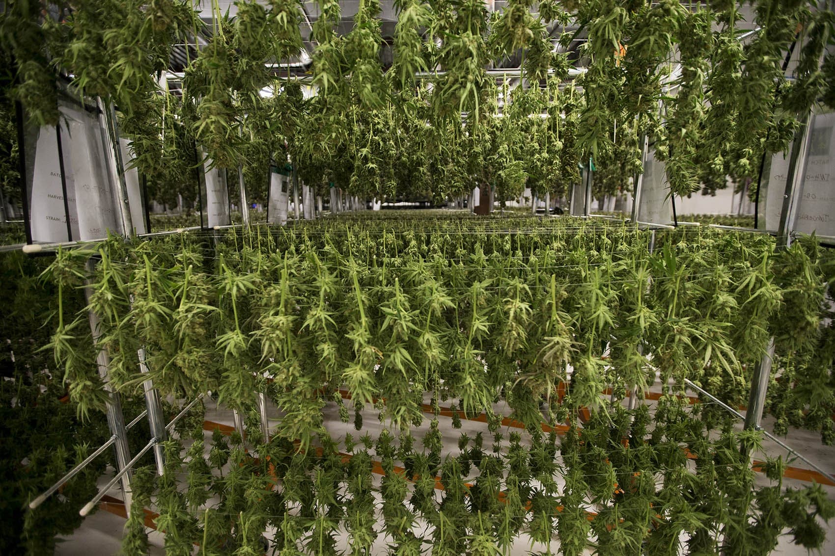 Marijuana plants are harvested and hung in a processing facility in Franklin. (Jesse Costa/WBUR)