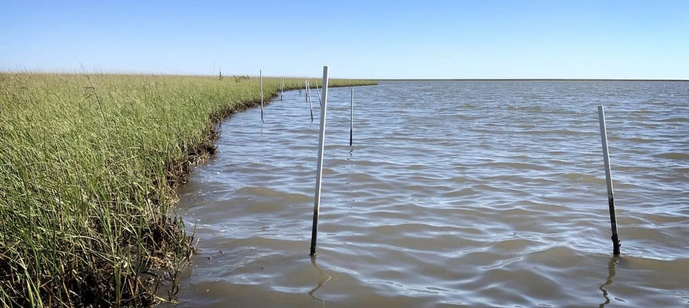 Tierra Resources, a wetland restoration company, planted plastic poles at the edge of the marsh more than a year ago. Now, the poles stand alone in the water — at least 6 feet from the shore. (Peter O'Dowd/Here &amp; Now)