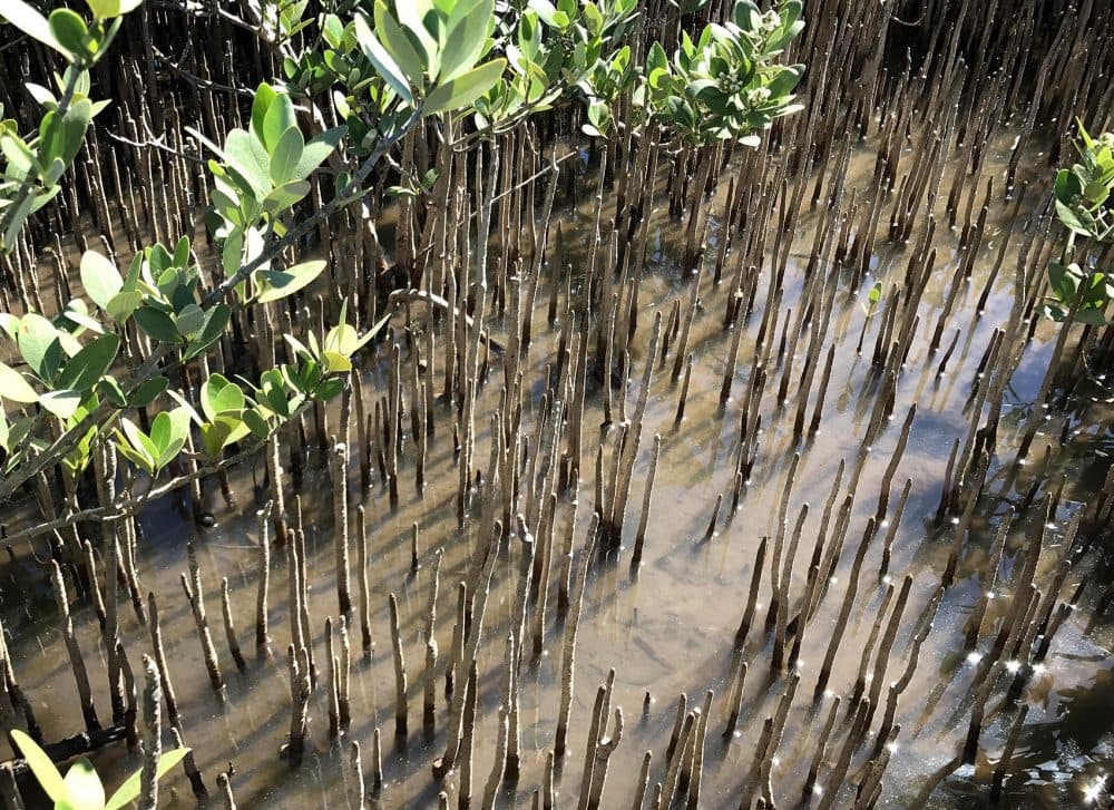 Sarah Mack believes the black mangrove's dense root system will help hold the land together, and put the brakes on coastal erosion. (Peter O'Dowd/Here &amp; Now)