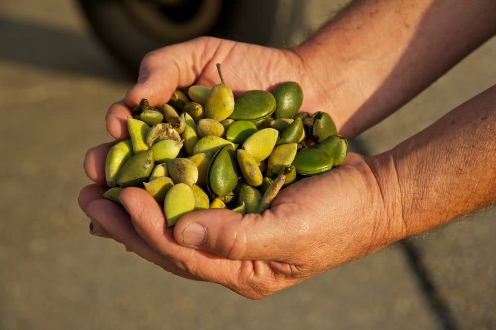 A handful of propagules, or seeds, from the mangrove plant. (Courtesy ConocoPhillips)
