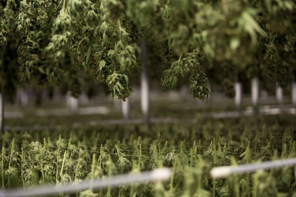 Harvested marijuana plants. (Jesse Costa/WBUR)