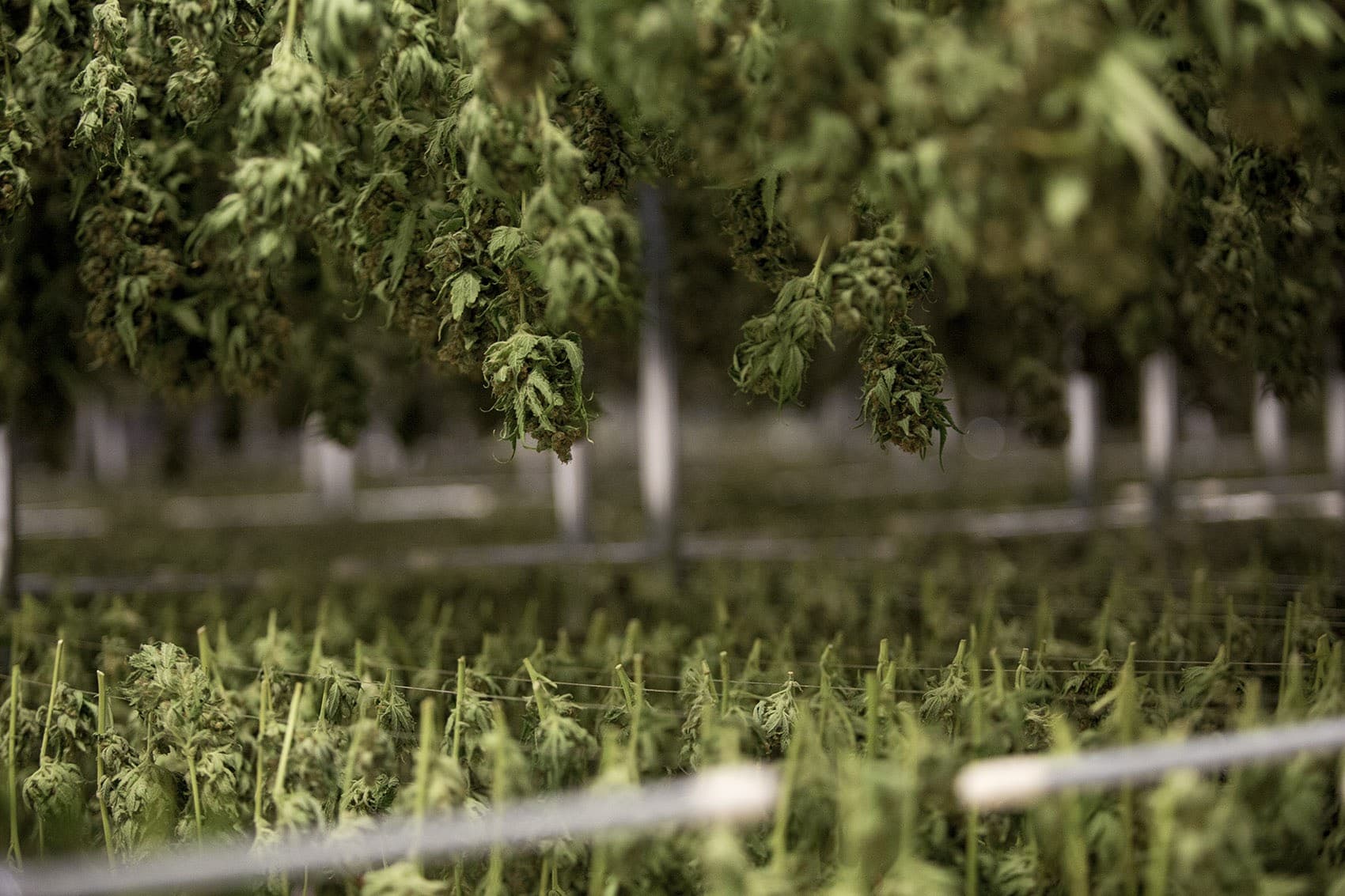 Major Overhaul Of Mass. Marijuana Ballot Law Passes House