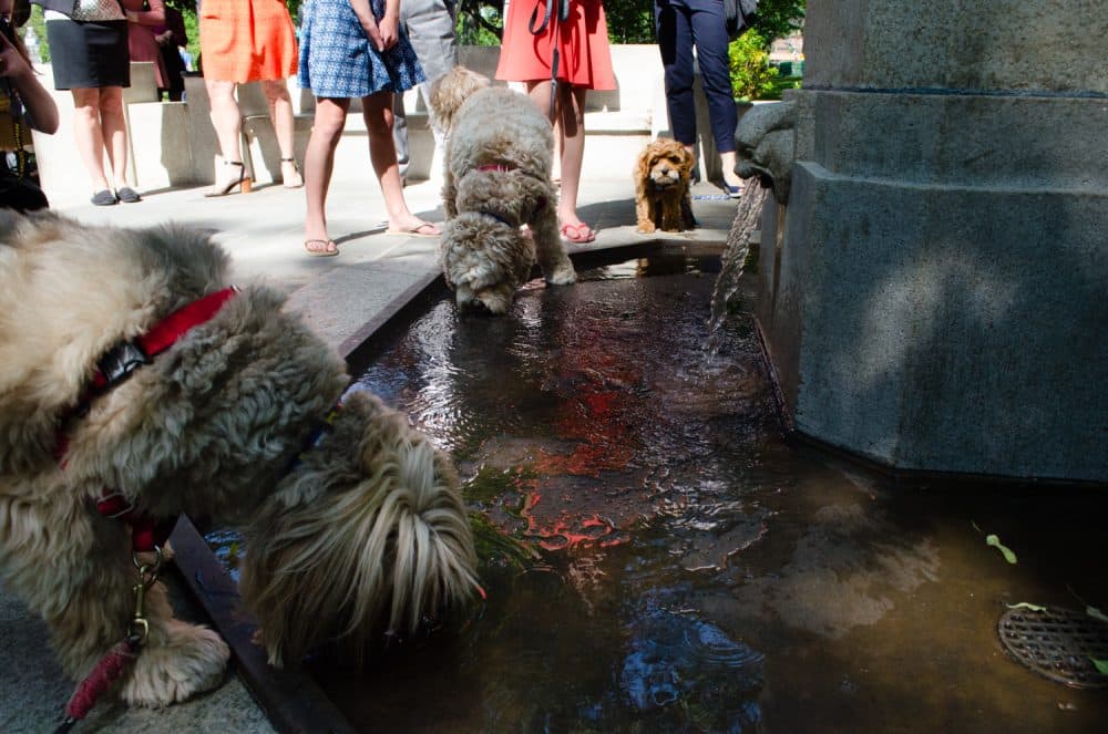 Dogs drink at the newly reopened Lotta Fountain on the Esplanade. (Elizabeth Gillis/WBUR)