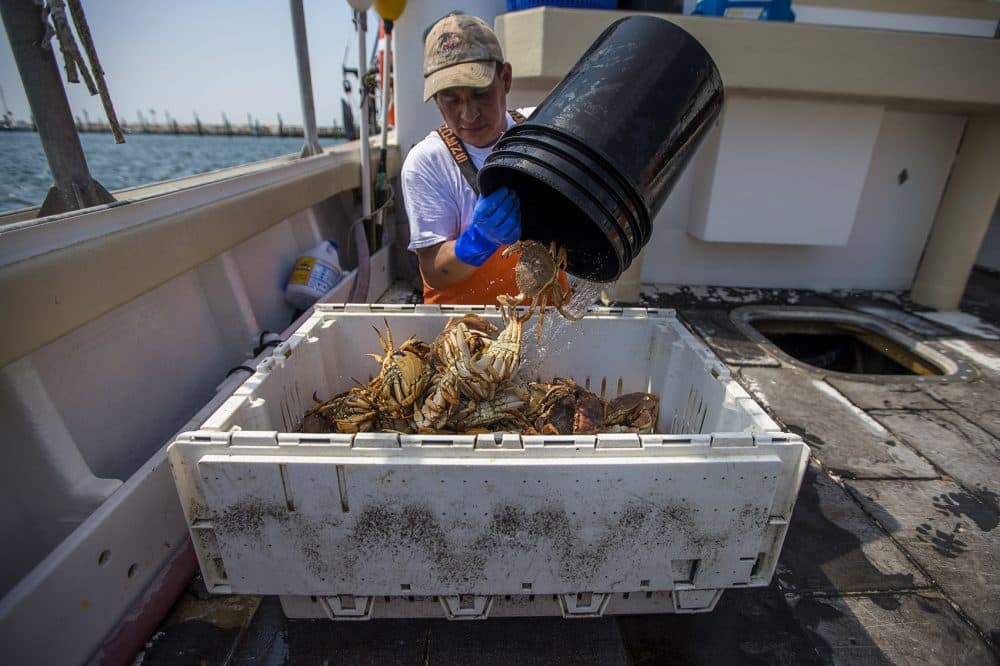 On the fishing boat Diversion, Marvin Benitez dumps crabs into a bin for preparation for sale to seafood retailers and restaurants on Martha's Vineyard. (Jesse Costa/WBUR)