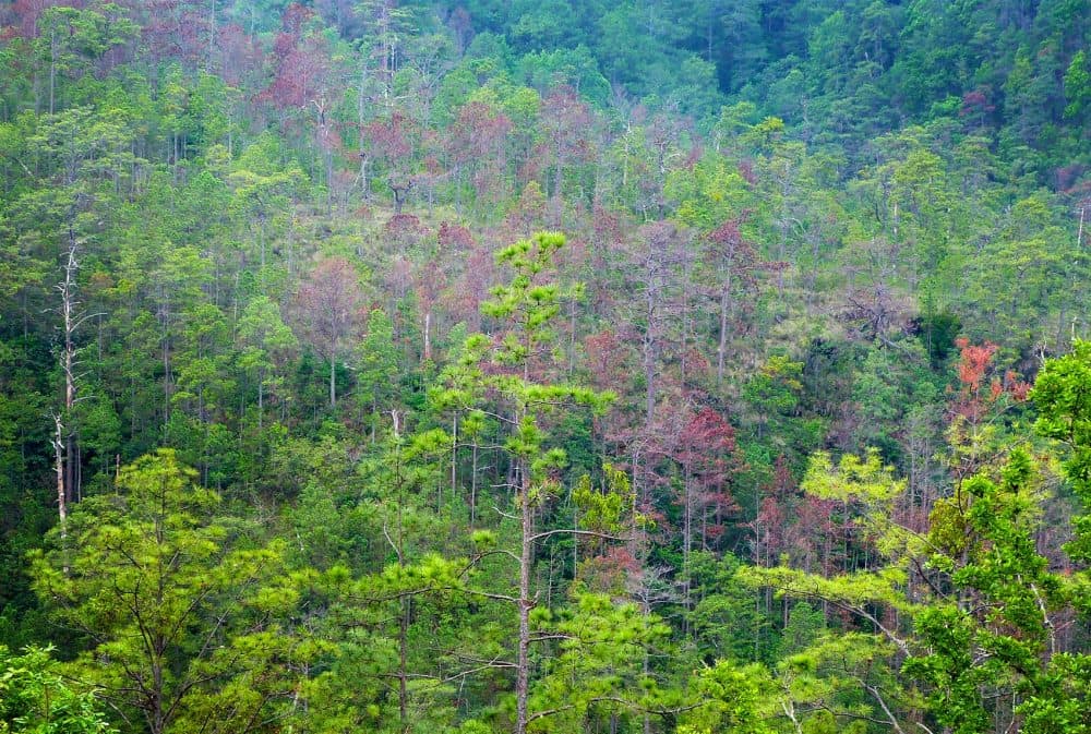 The mountains of Opatoro County have been devastated by the southern pine beetle, leaving swaths of dead, rust-colored trees. In all, a million acres have been destroyed. (Karyn Miller-Medzon/Here &amp;amp; Now)