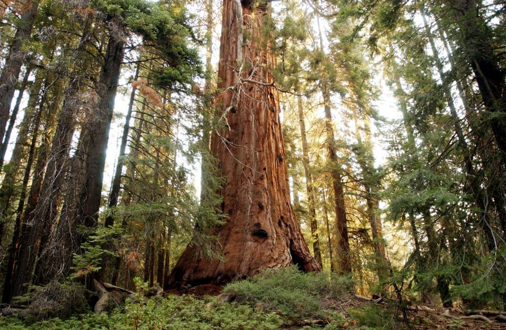 A giant sequoia tree in the Giant Sequoia National Monument north of Kernville, Calif. (David McNew/Getty Images)