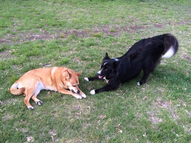 Hannah playing hard to get with her boy toy, Rollie the Collie. (Ed Siegel/WBUR)