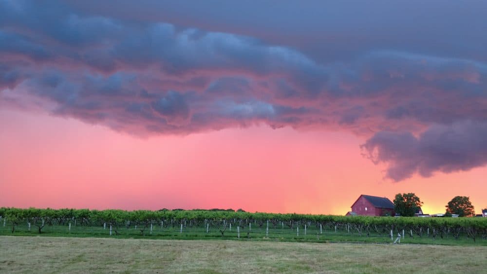 Thunderstorms move across Lookout Farm, South Natick, MA Tuesday evening (Dave Epstein/WBUR)