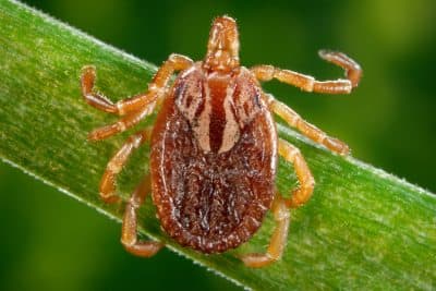 Preventing Lyme (And A New Disease) As Ticks Spread