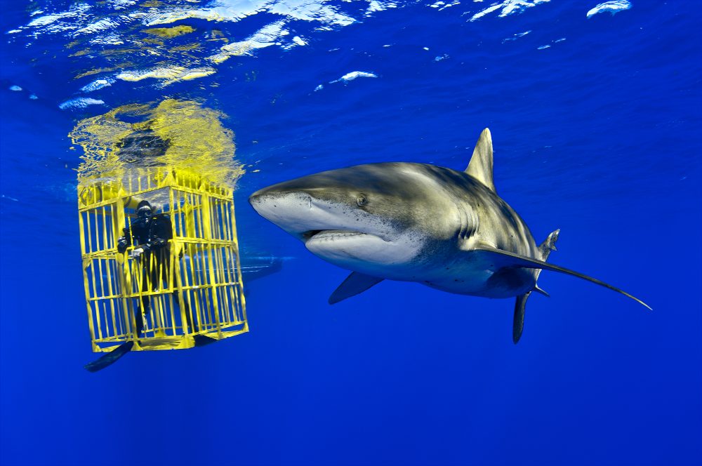 Oceanic Whitetip Shark swims past biologist Wes Pratt inside the shark cage. Bahamas. (Brian Skerry)
