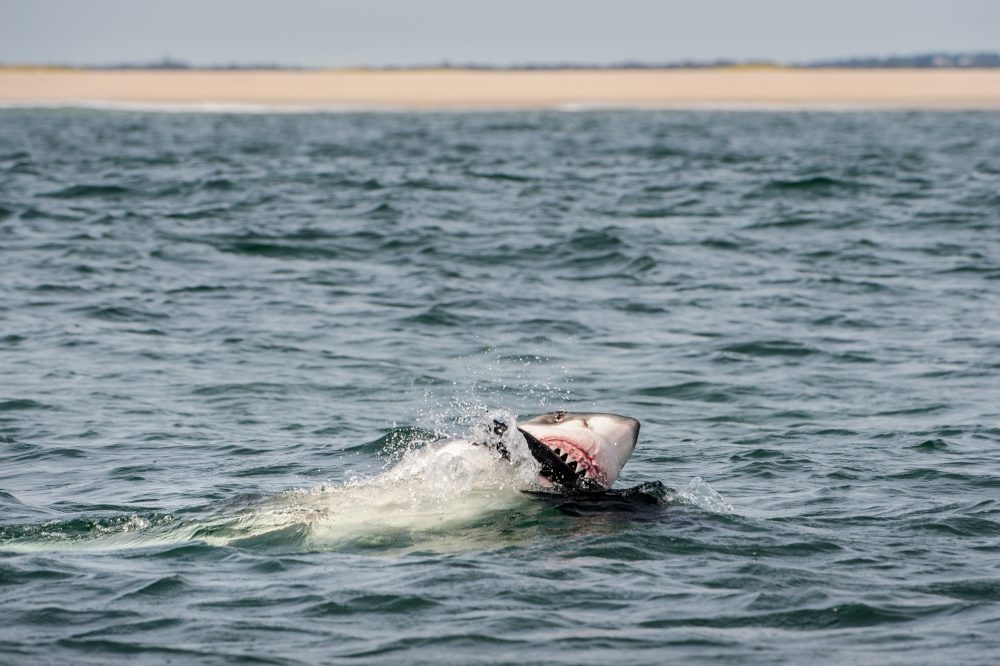 A great white shark, estimated to be between 16-18 feet in length, attacking a seal decoy off Chatham, Massachusetts. This region is a newly forming hub of white shark activity, due to the growing population of gray seals since the creation of the Marine Mammal Protection Act in 1972. (Brian Skerry)