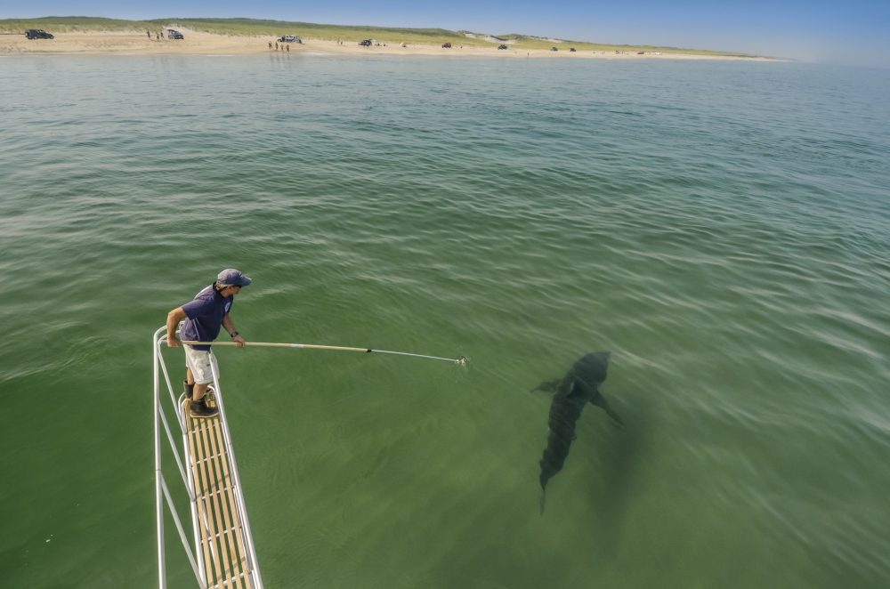 Dr. Greg Skomal conducting research on great white sharks off Chatham, Mass. Dr. Skomal began a population study in 2014 to determine how many individual animals are frequenting this region. To do this, he uses a spotter pilot to find sharks from the air, then from a boat uses a small video camera to obtain footage of the shark underwater. From the video, he and his colleagues can identify the sharks. (Brian Skerry)