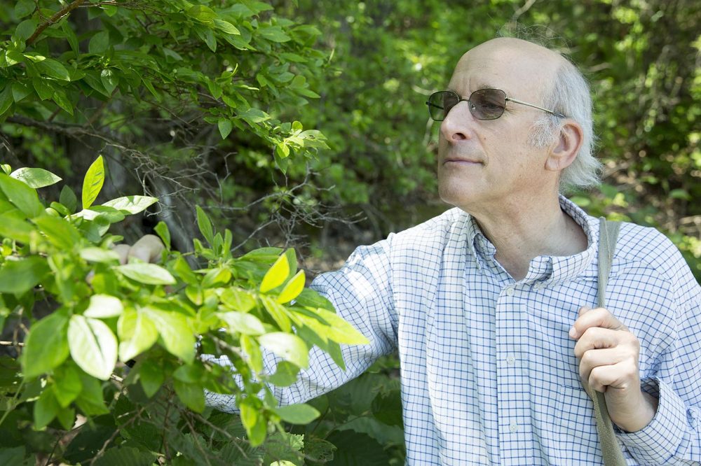 Biologist Richard Primack looks for the same plants Thoreau observed around Walden Pond. He notes the blueberry bushes like this tend to flower about three or four weeks earlier now than in Thoreau’s time. (Robin Lubbock/WBUR)