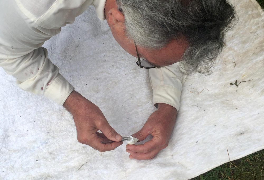 Tufts scientist Sam Telford snatches a tick with his tweezers. (David Scales for WBUR)