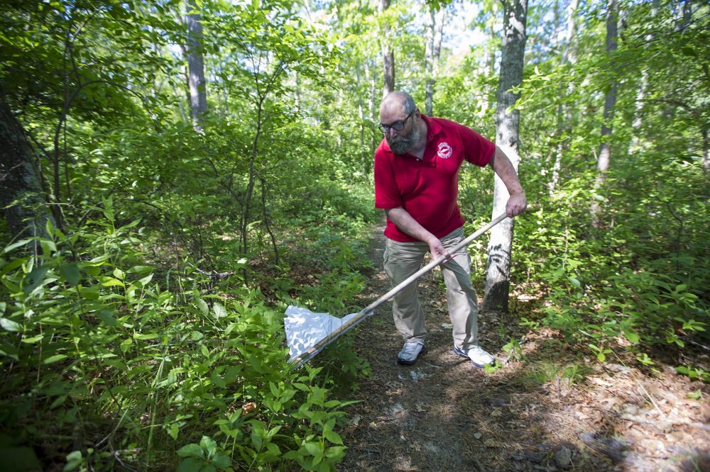 Larry Dapsis, an entomologist and tick project coordinator at the Barnstable County Cape Cod Cooperative Extension, sweeps for ticks along a path near Dennis Pond in Yarmoth. (Jesse Costa/WBUR)