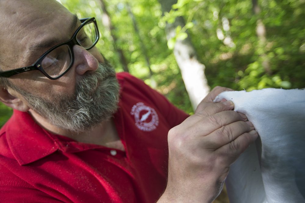 Larry Dapsis, an entomologist and Tick Project coordinator at the Barnstable County Cape Cod Cooperative Extension, points out a tick on white cloth captured along a path near Dennis Pond in Yarmouth. (Jesse Costa/WBUR)