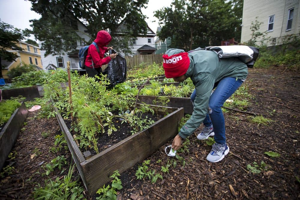 In the &quot;Grow Or Die Garden&quot; on Ellington Street in Dorchester, Kenisha Allen of Mattapan, right, and Keema Green of Dorchester pick up trash that has blown around the raised garden beds. (Jesse Costa/WBUR)