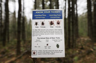 Early, Unofficial Doctor's Office Data Supports Prediction Of Heavy Lyme Disease Season