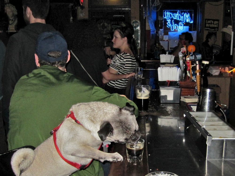 A pup at the Midway's bar. (Courtesy Ken Scobie)