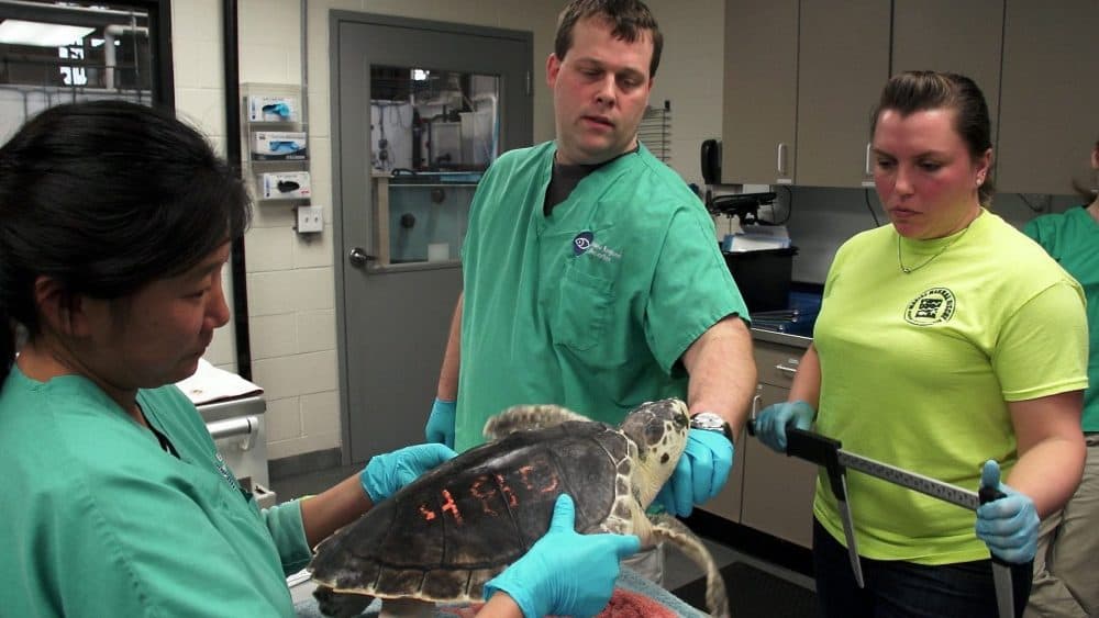 A scene from &quot;Saving Sea Turtles.&quot; (Courtesy Woods Hole Film Festival)