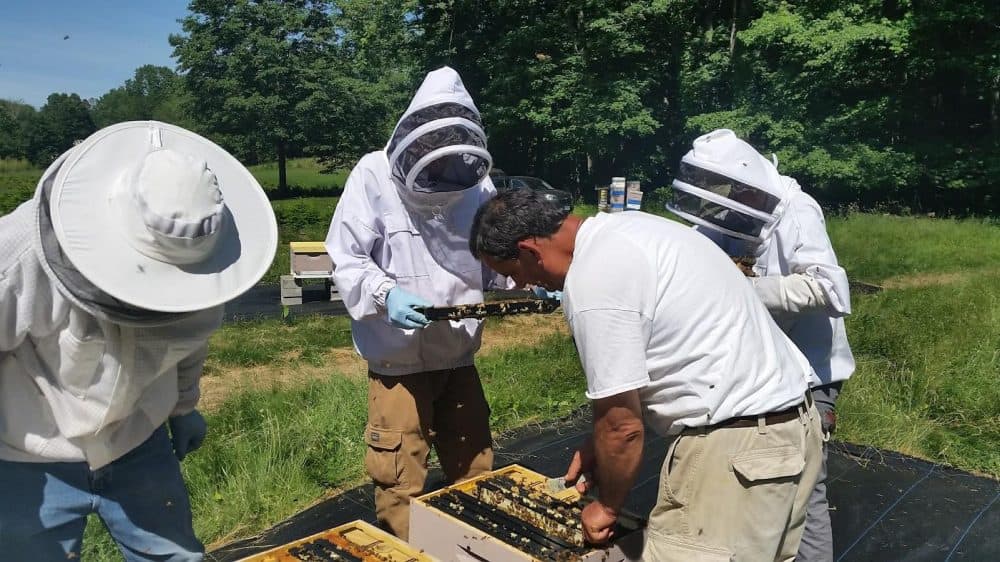 Scientist Richard Cowles, research assistant Ethan Paine, state bee inspector Mark Creighton and research assistant Ellie Clark &quot;de-queen&quot; hives to prepare them for the arrival of new, specially bred honeybees. (Patrick Skahill/WNPR)
