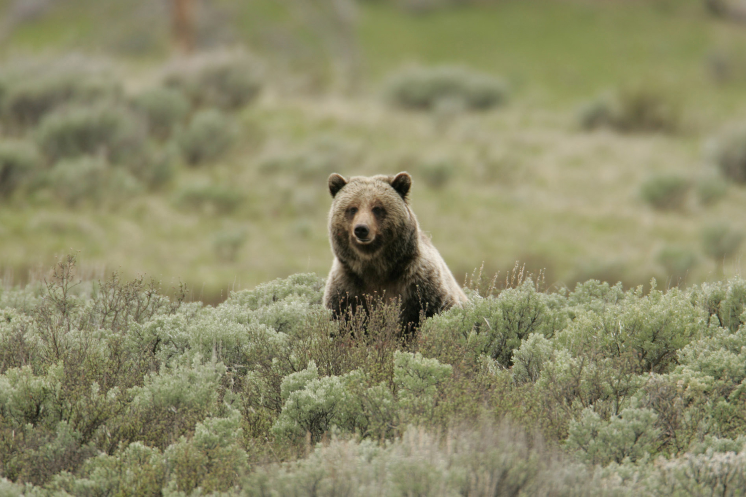 Grizzly bear on Swan Lake Flats. (Yellowstone National Park/Flickr via Creative Commons)