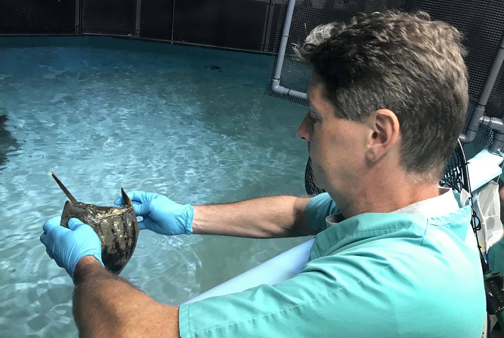 Innis examines a horseshoe crab that has fallen ill after spending years in an aquarium touch tank. (Peter O'Dowd/Here & Now)