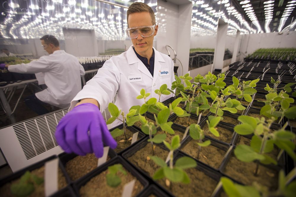 Indigo Agriculture's goal is simple, albeit lofty: to help farmers sustainably feed the planet. To do that, it's working on creating drought-resistant seeds coated with tiny microbes. Here, Geoff von Maltzahn, the co-founder of Indigo, checks on the plants in the company's grow room at its Charlestown headquarters. (Jesse Costa/WBUR)