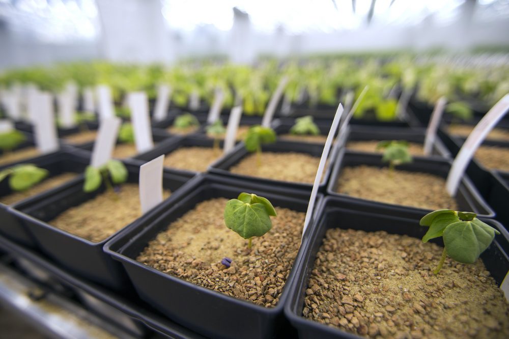 Seedlings of cotton are seen in the grow room at Indigo's Charlestown headquarters. (Jesse Costa/WBUR)
