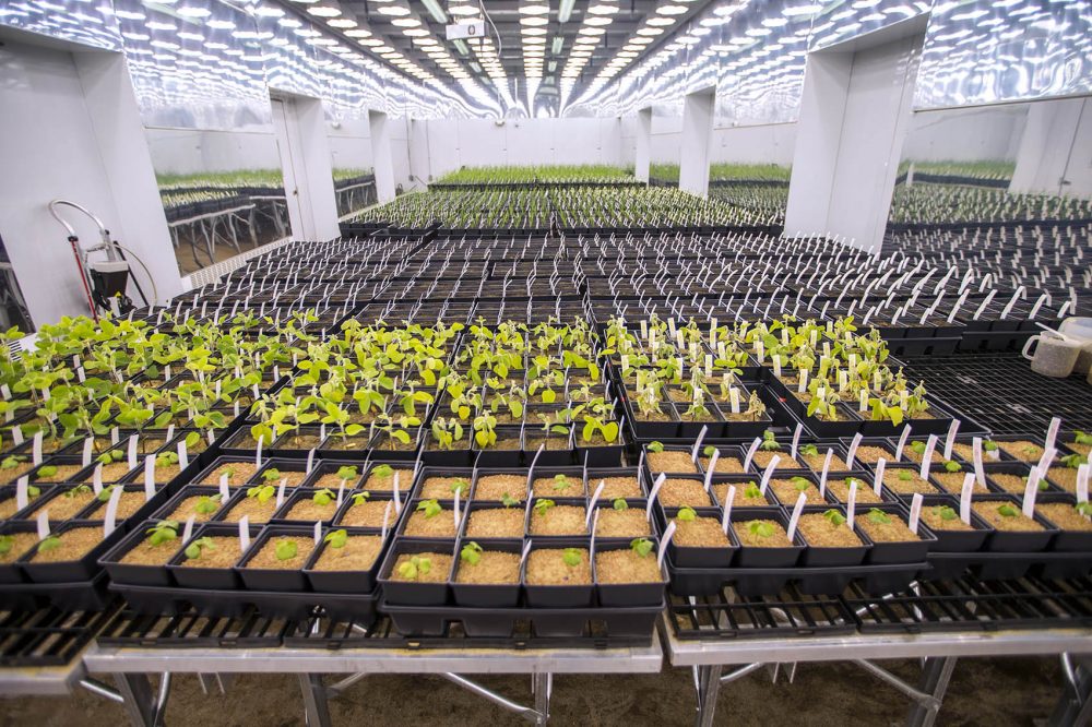 Seedlings of drought-resistant cotton, soy and wheat are tested in the grow room at Indigo's headquarters in Charlestown. (Jesse Costa/WBUR)