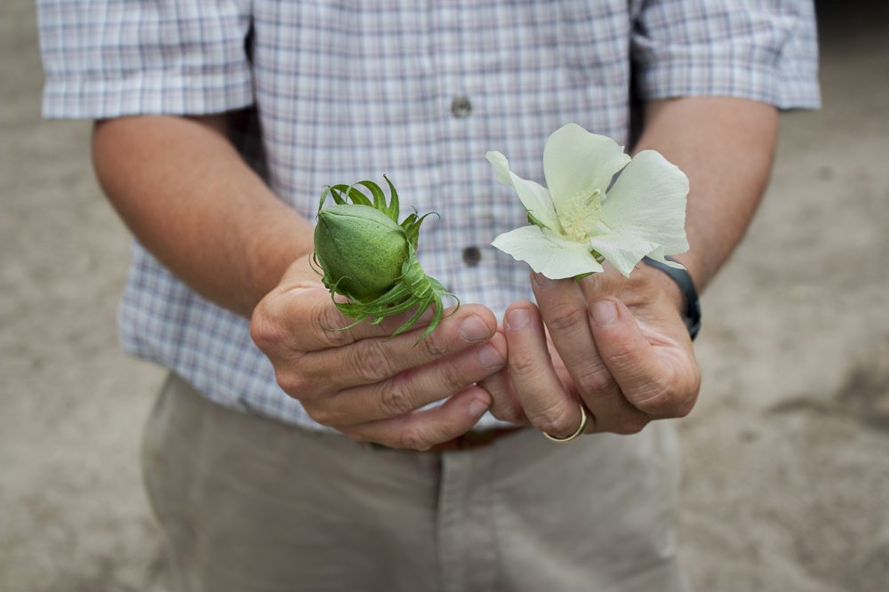 Chism Craig holds up a cotton flower and bud. (Caleb Shiver for WBUR)