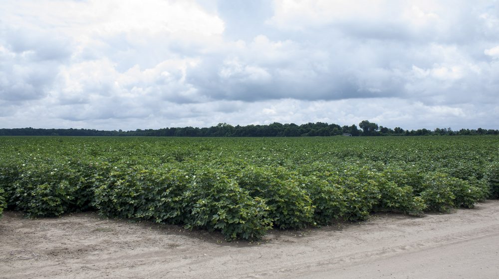 Indigo launched its cotton seeds commercially last year. Chism Craig, an agronomist and farmer, is working with the company throughout the South to test those seeds on farmland, including on his cotton farm in Mississippi, pictured here. (Caleb Shiver for WBUR)