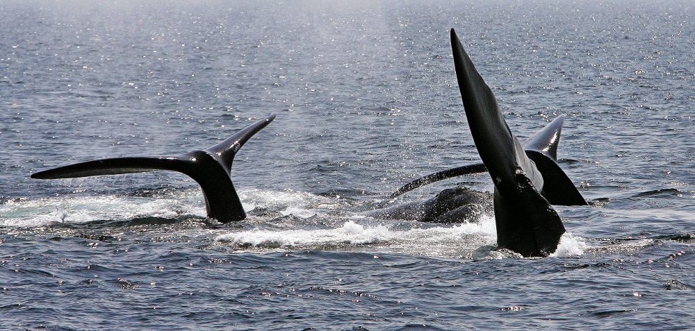 A ballet of three North Atlantic right whale tails break the surface off Provincetown, Mass., in Cape Cod Bay in 2008. (Stephan Savoia/AP)