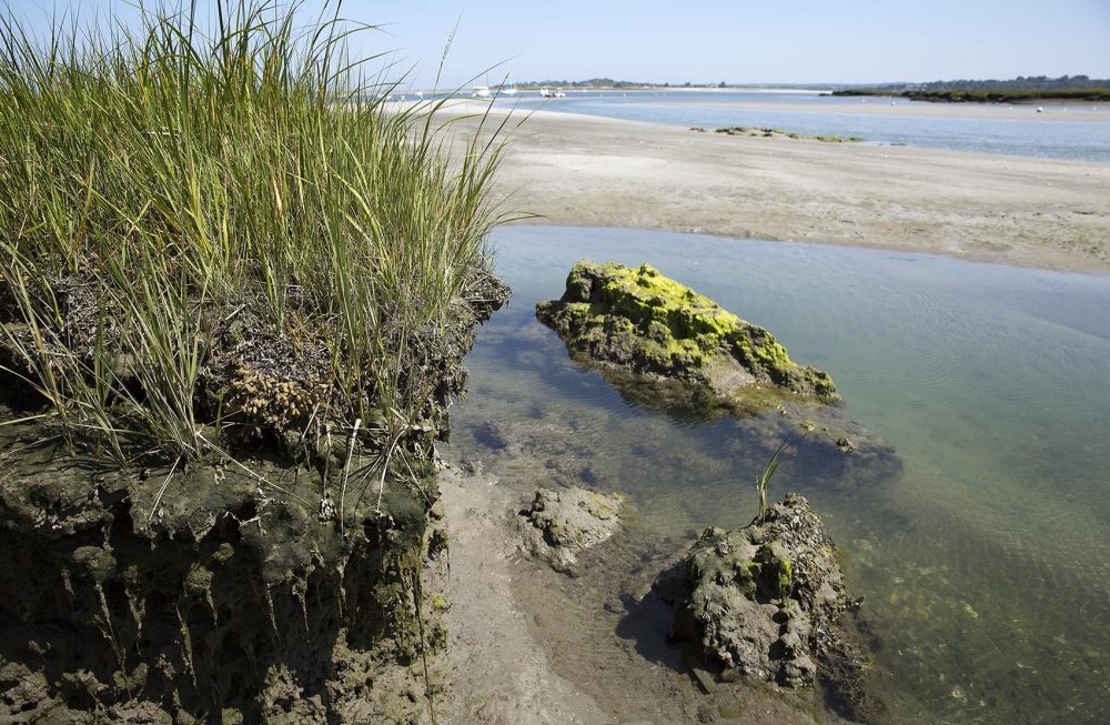 As the ocean slowly advances it undercuts the salt marsh in Essex until it collapses into the water. (Robin Lubbock/WBUR)