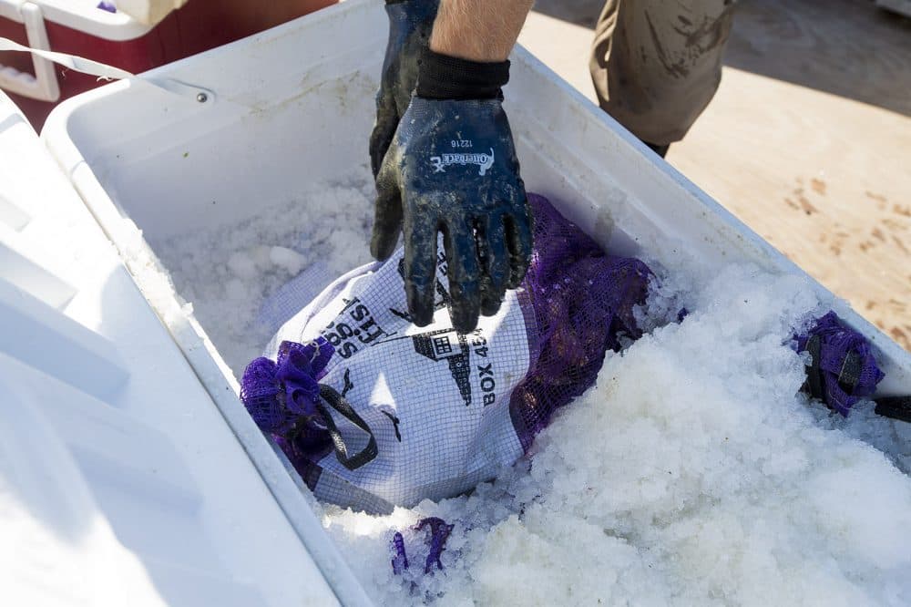 In Wellfleet, oyster farmers are required to ice oysters within two hours after they are exposed to the air, a process that inhibits Vibrio parahaemolyticus bacterial growth. (Jesse Costa/WBUR)