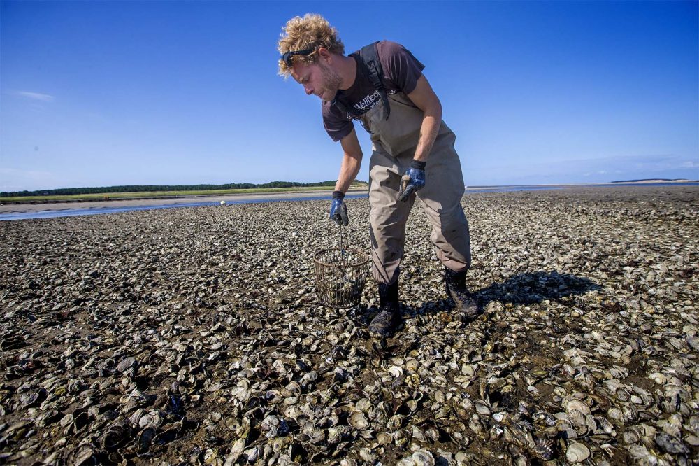 Alec Le Lane of Billingsgate Shellfish collects oysters along the exposed sea floor at low tide in Wellfleet. (Jesse Costa/WBUR)