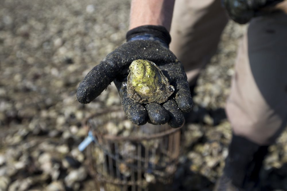 A Wellfleet oyster just picked up from the tidal flats. (Jesse Costa/WBUR)
