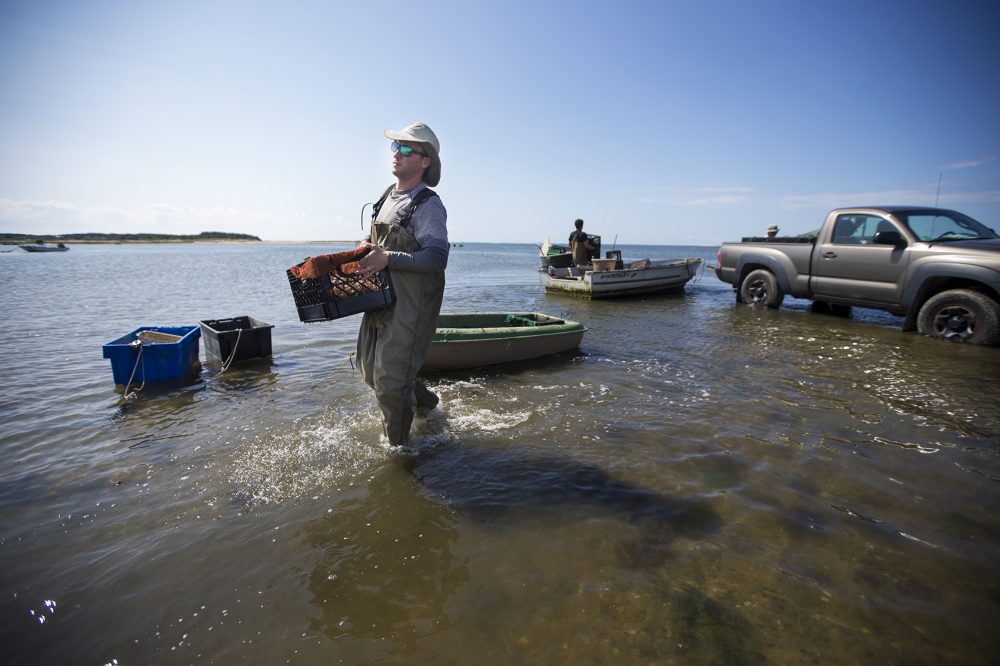 Jake Puffer, of Wellfleet Oyster &amp; Clam Co., lugs part of the day's haul as the tide rolls in on Mayo Beach in Wellfleet. (Jesse Costa/WBUR)