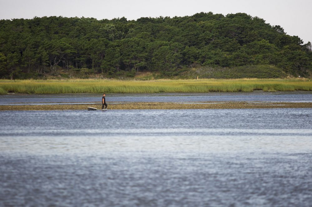 Wellfleet shellfisherman Justin Lynch pulls a dingy after arriving on Pebbly Bar at Great Island along the Herring River to search for oysters. (Jesse Costa/WBUR)